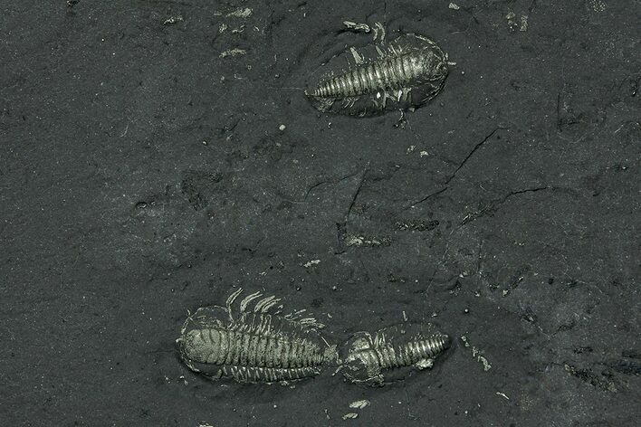 Three Pyritized Triarthrus Trilobites With Appendages - New York #309860